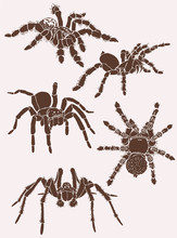 Graphical Set Of Tarantula Spiders, Vector Vintage Illustration