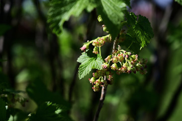 Sticker - Currant flowers on a twig.