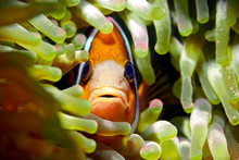 Clark's Anemonefish In A Sea Anemone