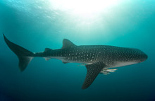 Whale Shark With Cleaner Fish