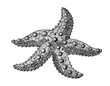 starfish, hand drawn stylized ink vintage illustration