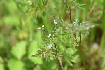 Poster - Torilis scabra / Rough hedge parsley