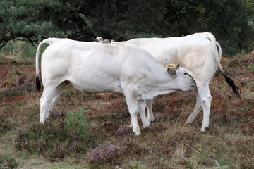 Two white domestic cows on lawn