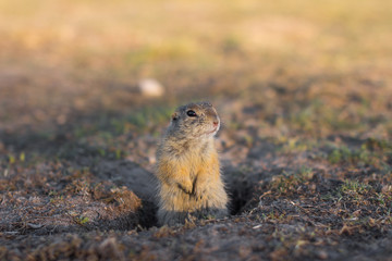 European ground squirrel standing in the field. Spermophilus citellus wildlife scene from nature. European souslik eating on meadow