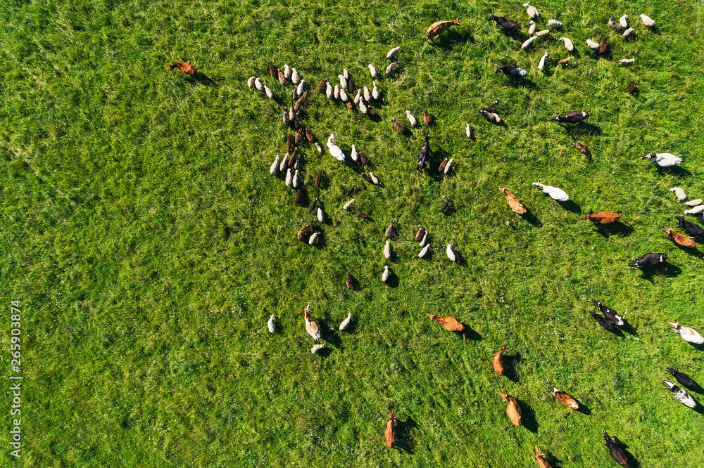 Aerial view of the herd of cows and sheep at green meadow near with river. Drone photo of plein air of river and green field with herd of cows and sheeps. Ural, Bashkiria, Russia. - obrazy, fototapety, plakaty 