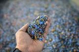 Fototapeta  - Hand holding recycled plastic chips as raw material in production.