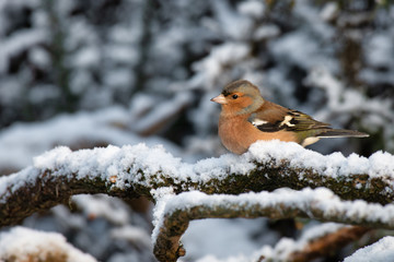 Aufkleber - A portrait profile of a male chaffinch sits perched on a snow covered branch