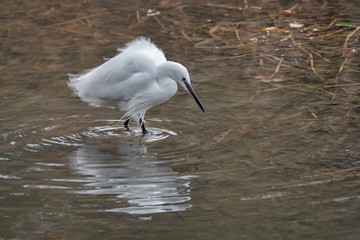 Aufkleber - A little egret stealthly fishing in a lake looking down at the water at its reflection