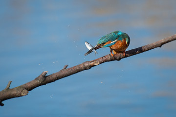 Aufkleber - A kingfisher perched on a branch with a small fish in its beak  hitting it against the branch