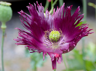 Black Swan Poppy Bloom Close up