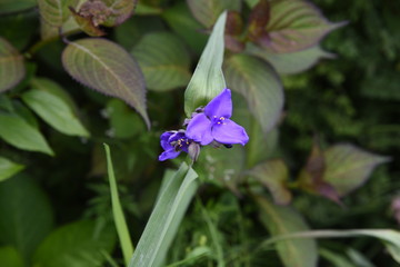 Poster - Common spiderwort flowers