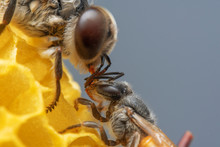 Closeup Drone Bee And Bee Worker On Honeycomb