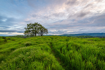 Wall Mural - Mount Diablo State Park 