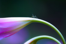 Tiny Mantis On A Beautiful Pink Flower