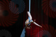© Светлана Лазаренко - Circus artist acrobat performance on canvases. The girl perform acrobatic elements in the air.