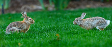 Fighting Hares Free Stock Photo - Public Domain Pictures