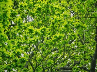 Canvas Print - oak tree in spring