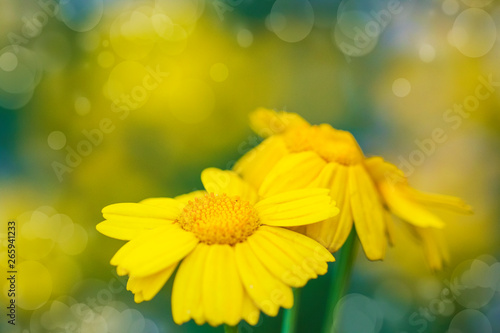 flores amarillas en el campo