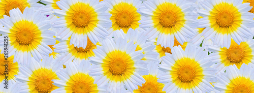 fondo de margaritas blancas