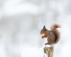 Wall Mural - red squirrel perched on a stump with snow white background. taken in the cairngorms national park, s