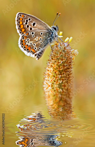 mariposa en primavera en una flor