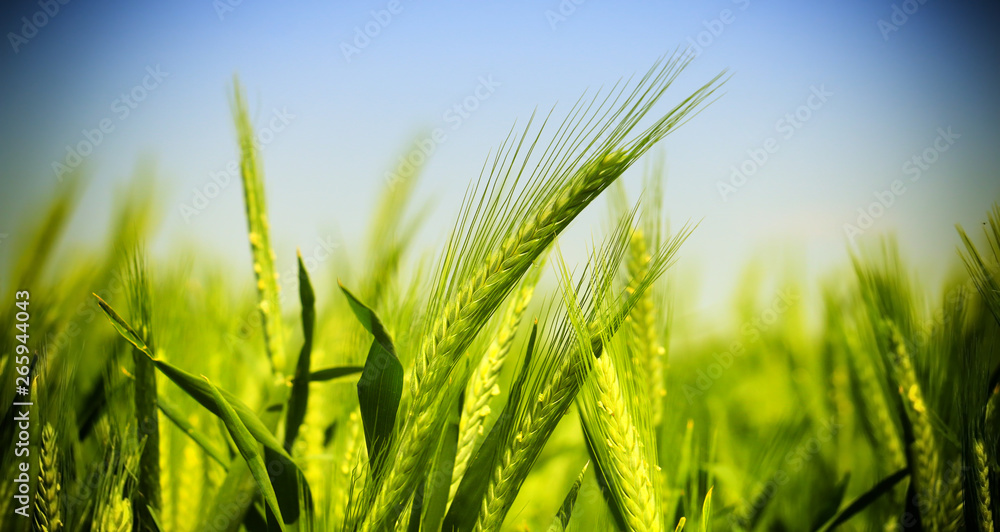 green wheat field - obrazy, fototapety, plakaty 