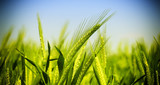 Fototapeta  - green wheat field