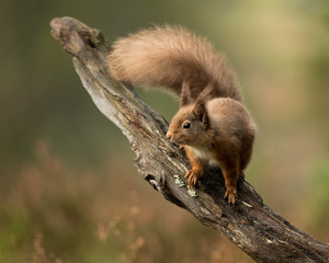 Wall Mural - red squirrel watchin from a log with a green and golden heather background. taken in the cairngorms 