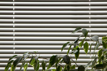 Wall Mural - Flower ficus. Leaves on the background of blinds. Window with blinds. Daylight penetrates the lamellae.