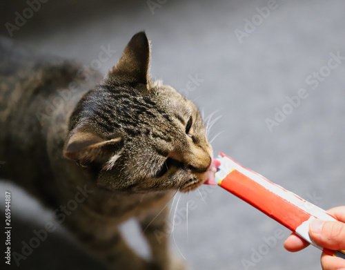 トップレート 猫 おしゃれ 壁紙