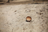 Fototapeta Desenie - Part of a coconut that lies on the sand on the beach in Goa