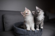 two playful maine coon kittens standing in pet bed looking into the light  source curiously and  tilting their heads simultaneously