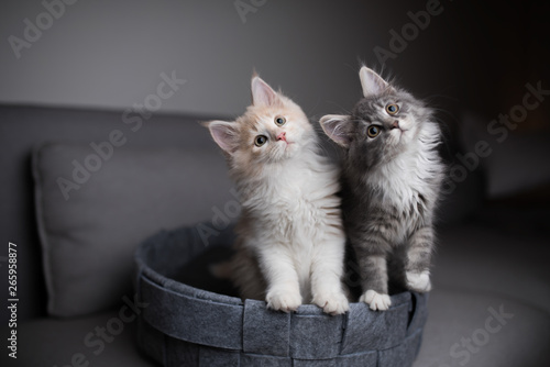 Fotografía two playful maine coon kittens standing in pet bed looking into the light sourc