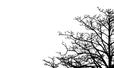 Wall Mural - Dead tree and branch isolated on white background. Black branches of tree backdrop. Nature texture background. Tree branch for graphic design and decoration. Art on black and white scene.