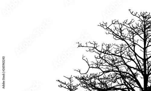 Dead Tree And Branch Isolated On White Background Black Branches