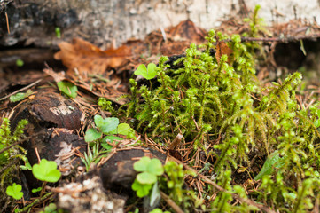 A moss in the forest in the spring sunny day