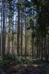  dark forest with tree trunks casting shadows on the ground