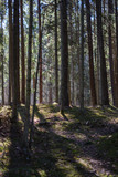 Fototapeta  - dark forest with tree trunks casting shadows on the ground