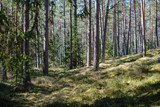 Fototapeta Londyn - dark forest with tree trunks casting shadows on the ground