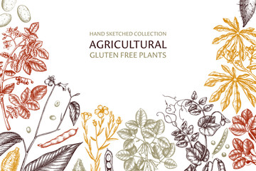 Agricultural legume plants background. Gluten free food design. Vector vegetables drawing in engraved style. Hand drawn healthy products template. Great for packaging, menu, label, wrapping. 