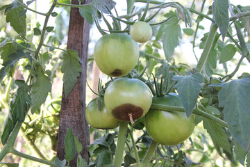 Wall Mural - Tomatoes disease. Blossom end rot. Vegetables are rotting on the branch. The green tomatoes are damaged