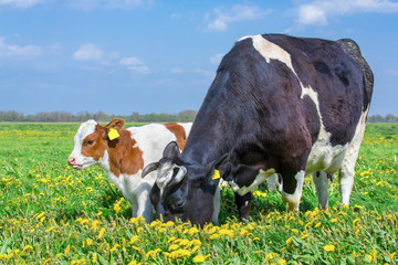 Mother cow and calf together in dandelions meadow