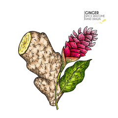 Wall Mural - Hand drawn ginger root and flower. Vector colored engraved illustration. Spicy rhizhome vegetable. Food ingredient, aromatherapy, cooking. For cosmetic package design, medicinal herb, healthcare.