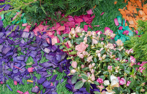 Colored Wood Chips In The Landscape Design Of The Garden Colored