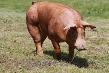 Wall Mural - Pig farming raising breeding in animal farm rural scene