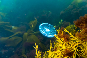 Wall Mural - Jellyfish in colorful kelp vegetaion in cold nordic water.