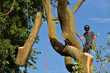 Arborist dismantling tree, holding log with ropes
