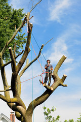 Poster - Arborist Setting Ropes for Tree Removal with Chainsaw