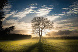 Fototapeta Dmuchawce - single tree in the sunset