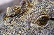 Close up of an eye of a crocodile
